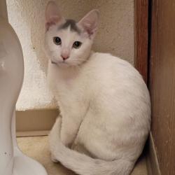 Shelter Stray Male Cat last seen , 2608 Center St, Tacoma, WA 98409, USA