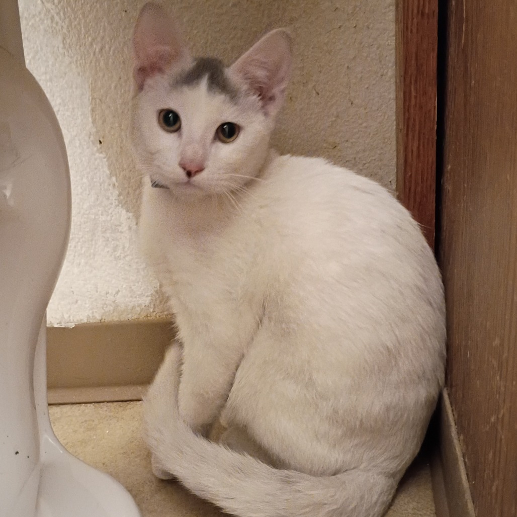 Shelter Stray Male Cat last seen , 2608 Center St, Tacoma, WA 98409, USA
