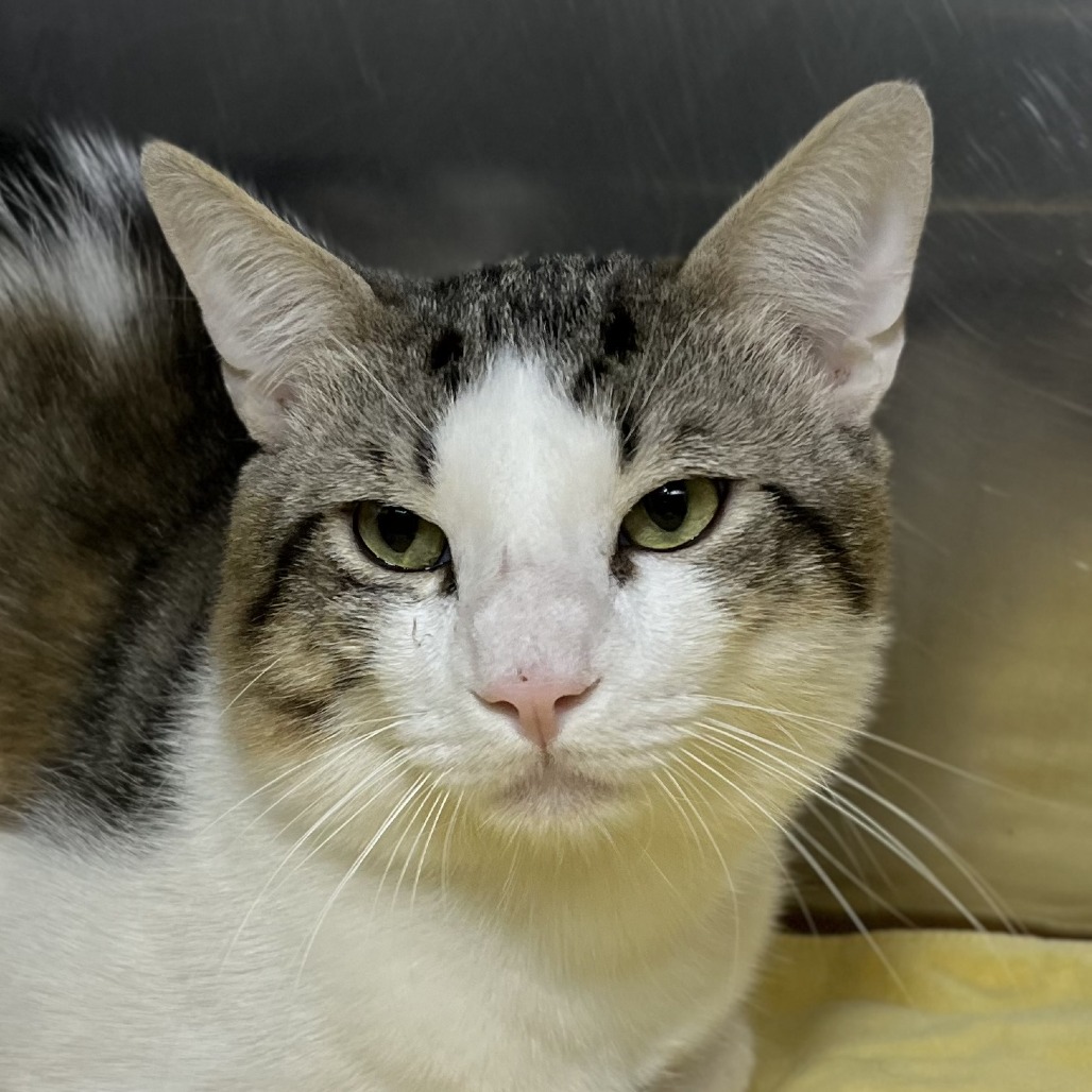 Shelter Stray Male Cat last seen , 4575 E Mesquite Ave, Palm Springs, CA 92264, USA