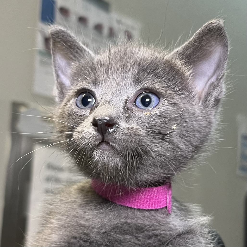 Shelter Stray Female Cat last seen , 4575 E Mesquite Ave, Palm Springs, CA 92264, USA