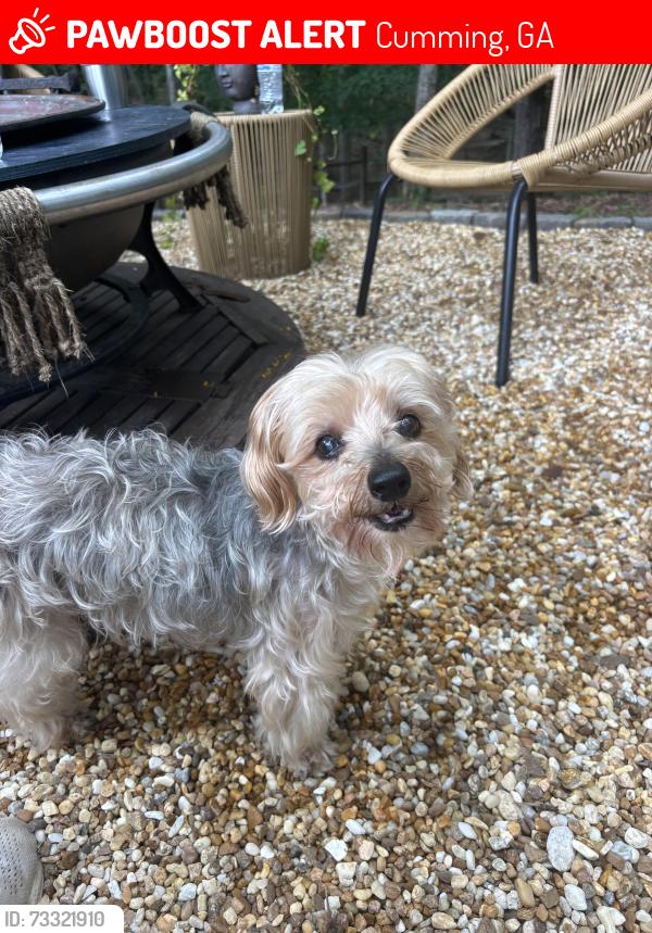 Lost Male Dog last seen Buford dam road, Cumming, GA 30040