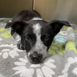 Shelter Stray Female Dog last seen , 361 S Raymond Ave, Pasadena, CA 91105, USA