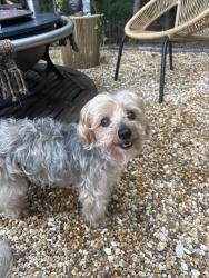 Lost Male Dog last seen Buford dam road, Cumming, GA 30040