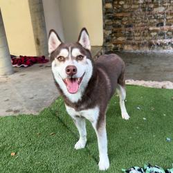 Shelter Stray Male Dog last seen , 361 S Raymond Ave, Pasadena, CA 91105, USA