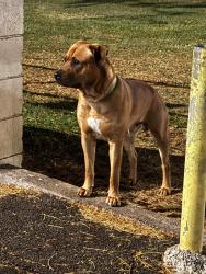 Reunited Male Dog last seen Kam 1V , Kalihi valley , KPT, Honolulu, HI 96819
