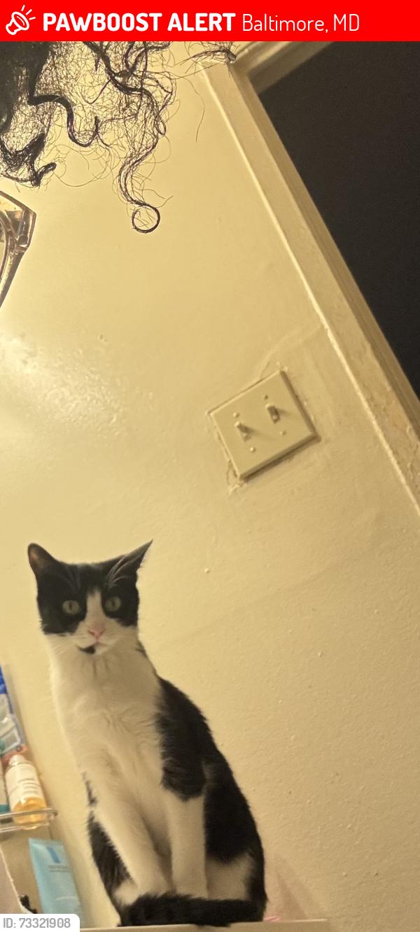 Lost Female Cat last seen Gunther Street, Baltimore, MD 21206