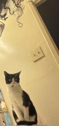 Lost Female Cat last seen Gunther Street, Baltimore, MD 21206