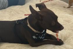 Reunited Female Dog last seen York and Georgia, Vallejo, CA 94590
