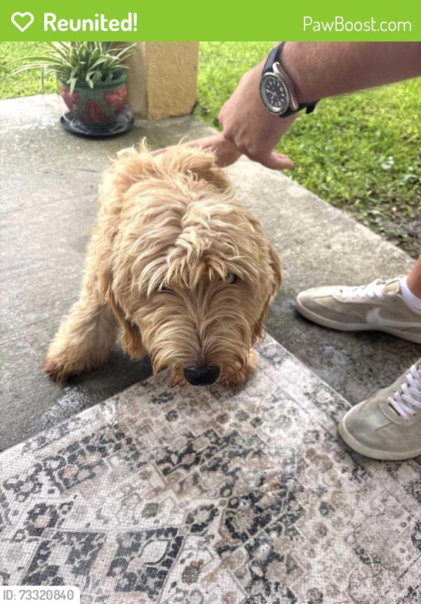 Reunited Unknown Dog last seen Stonebriar, Orlando, FL 32826