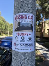 Reunited Male Cat last seen Near Cantor, Irvine, CA 92620, USA, Irvine, CA 92620