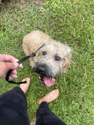 Reunited Female Dog last seen Windermere, FL 34786, USA, Windermere, FL 34786