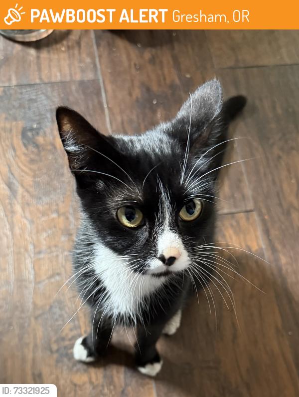 Found/Stray Female Cat last seen Burnside & Eastman Parkway, Gresham, OR 97030