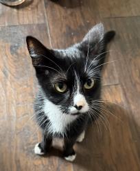 Found/Stray Female Cat last seen Burnside & Eastman Parkway, Gresham, OR 97030