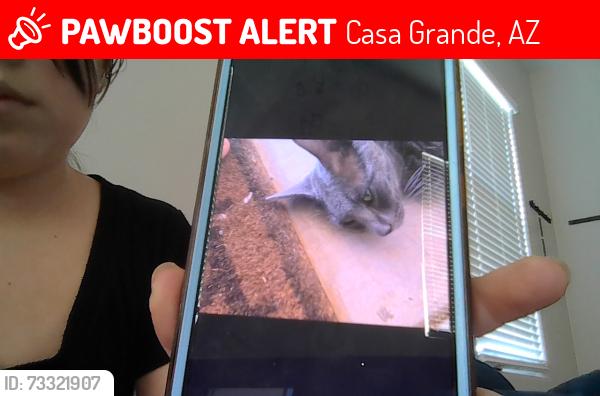 Lost Male Cat last seen fry's McDonald's and taco bell parking lot 5 mins from our hse, Casa Grande, AZ 85194