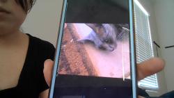 Lost Male Cat last seen fry's McDonald's and taco bell parking lot 5 mins from our hse, Casa Grande, AZ 85194