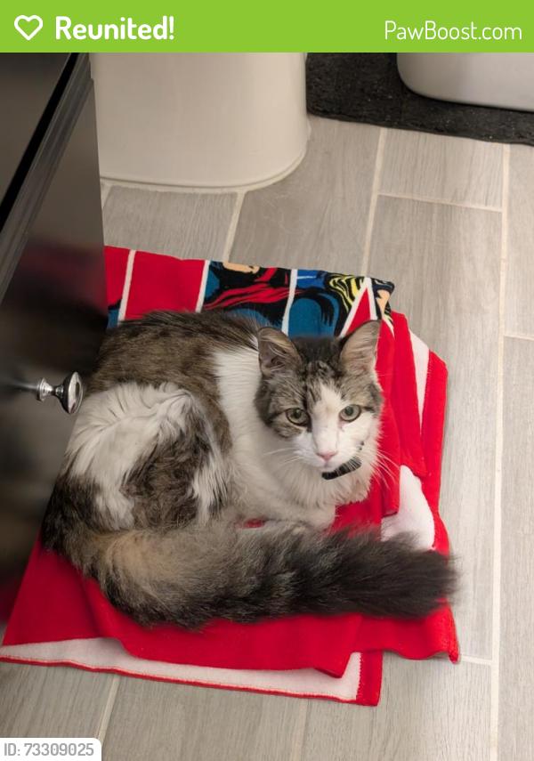 Reunited Female Cat last seen Longleaf Branch Dr., Oakleaf Plantation, FL 32065