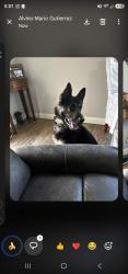 Reunited Male Dog last seen He always goes to heritage park when he gets loose 183rd and Bloomfield, Cerritos, CA 90703