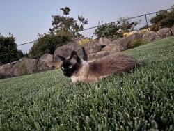 Lost Male Cat last seen Salt Creek Heights subdivision, Redding, CA 96001