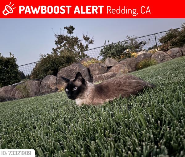 Lost Male Cat last seen Salt Creek Heights subdivision, Redding, CA 96001