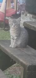 Lost Female Cat last seen Heard from one of the men at hatt automotive she had been there and then went missing after a few days of seeing her, Odenville, AL 35120