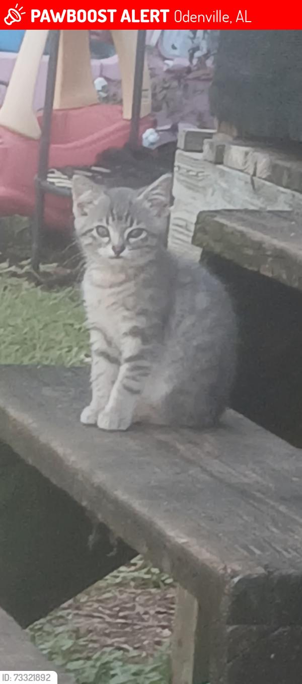 Lost Female Cat last seen Heard from one of the men at hatt automotive she had been there and then went missing after a few days of seeing her, Odenville, AL 35120
