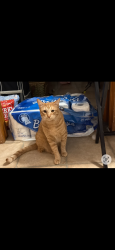 Reunited Male Cat last seen Rainey park, Chicago, IL 60652