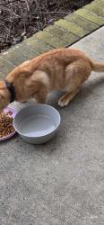 Found/Stray Unknown Cat last seen Holland Church and Pagan, Wake County, NC 27603