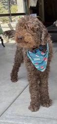Lost Male Dog last seen Logan Meadows Ln & Thomas Creek, Reno, NV 89511