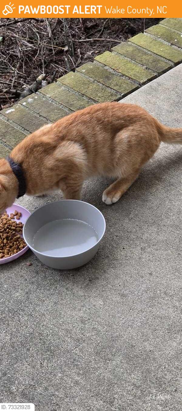 Found/Stray Unknown Cat last seen Holland Church and Pagan, Wake County, NC 27603