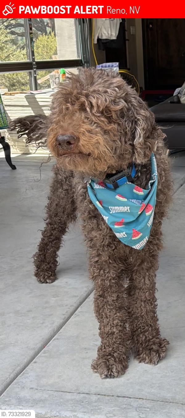 Lost Male Dog last seen Logan Meadows Ln & Thomas Creek, Reno, NV 89511