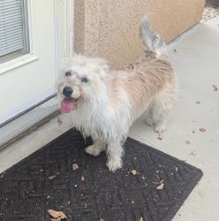 Reunited Female Dog last seen Cocina Lane/Dunes Lane, Palmdale, CA 93551