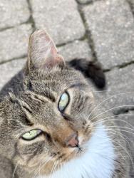Reunited Female Cat last seen Lawn street, Norwalk, CT 06854