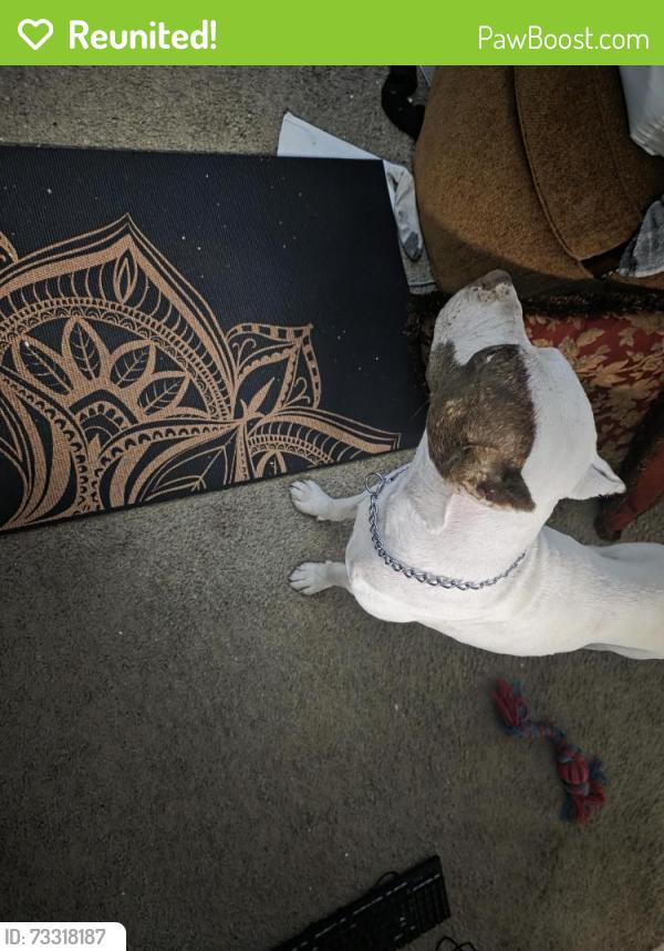 Reunited Male Dog last seen I-240 and South May Oklahoma City, Oklahoma City, OK 73159