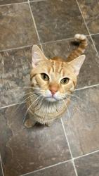 Lost Male Cat last seen Near 141 st, Savage, MN 55378