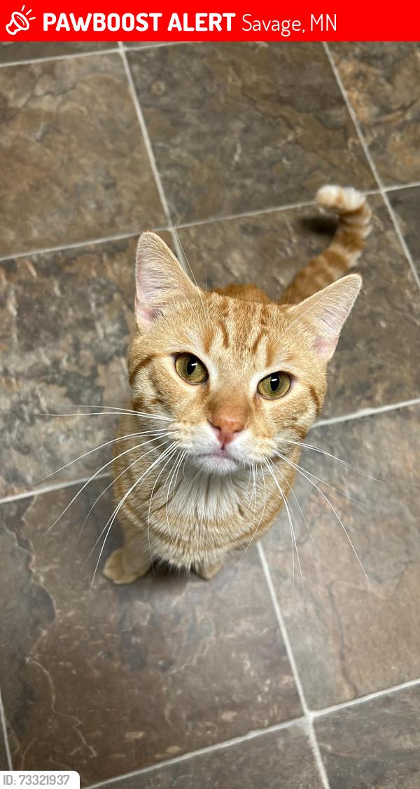 Lost Male Cat last seen Near 141 st, Savage, MN 55378