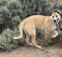Reunited Male Dog last seen Leon drive, Sun Valley, NV 89433