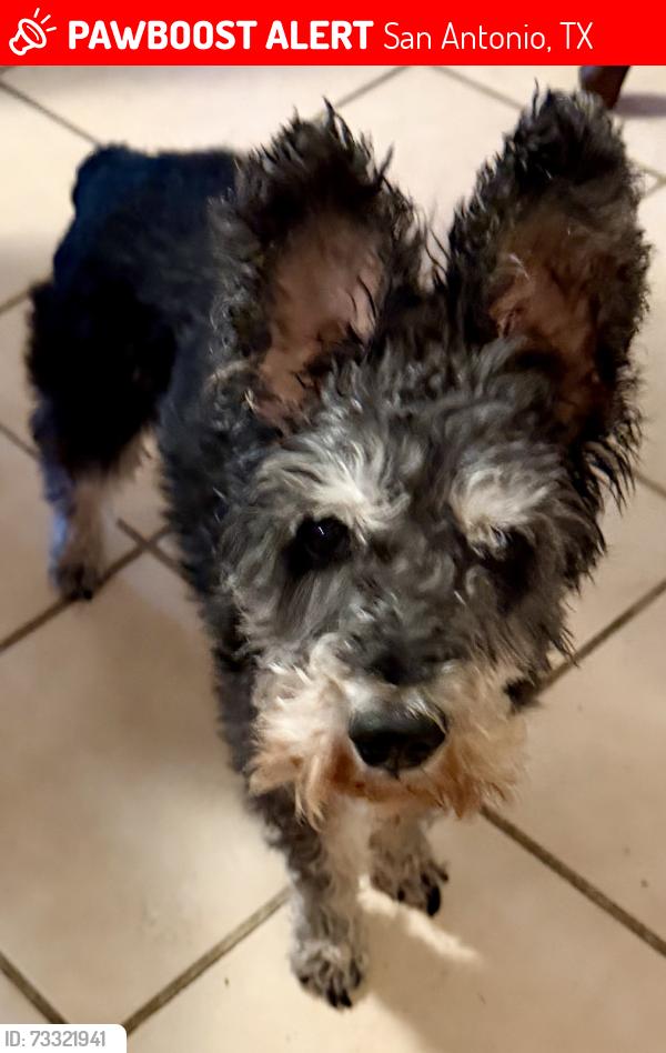 Lost Male Dog last seen Hillcrest, San Antonio, TX 78228
