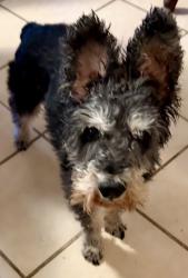 Lost Male Dog last seen Hillcrest, San Antonio, TX 78228