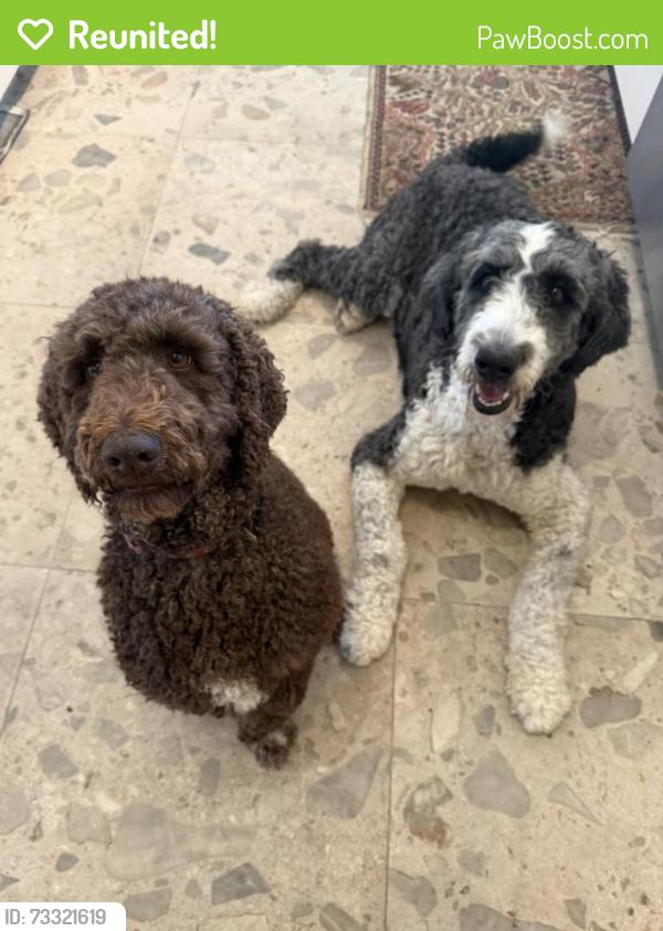 Reunited Male Dog last seen Near Frank Higinbotham Park, Lubbock, TX 79407