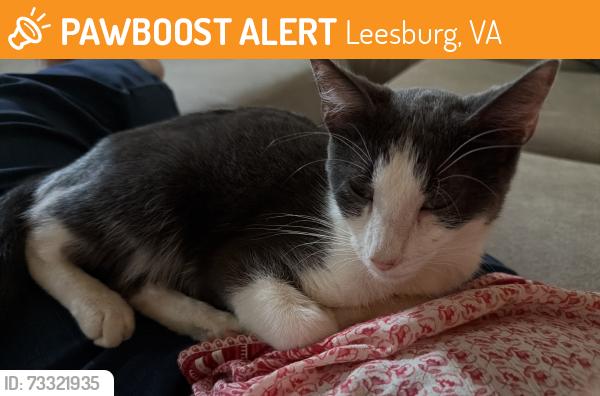 Found/Stray Male Cat last seen River creek pkwy and menlow dr, Leesburg, VA 20175
