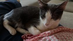 Found/Stray Male Cat last seen River creek pkwy and menlow dr, Leesburg, VA 20175