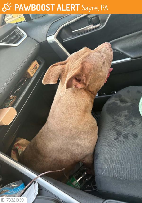 Found/Stray Unknown Dog last seen Hey 78, Sayre, PA 18840