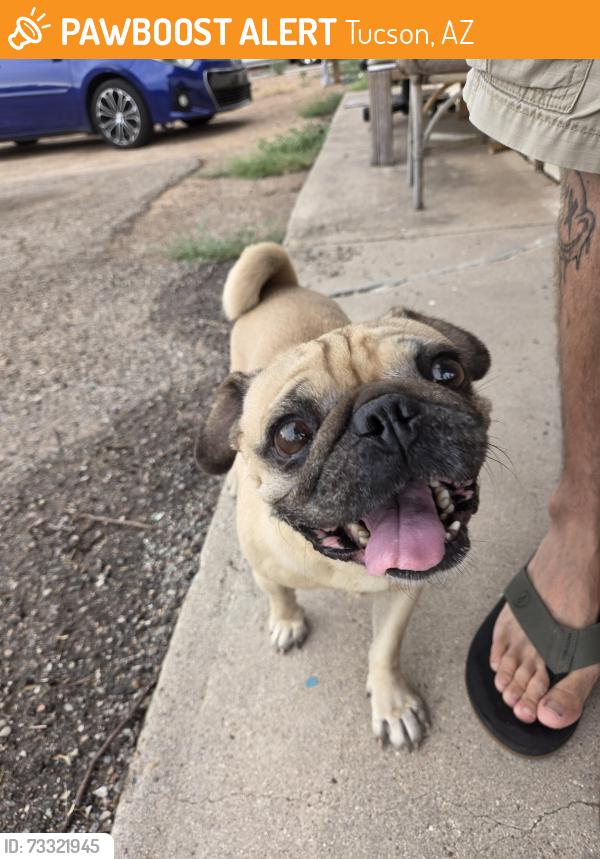 Found/Stray Male Dog last seen Oracle and Roger, Tucson, AZ 85705