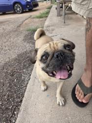 Found/Stray Male Dog last seen Oracle and Roger, Tucson, AZ 85705