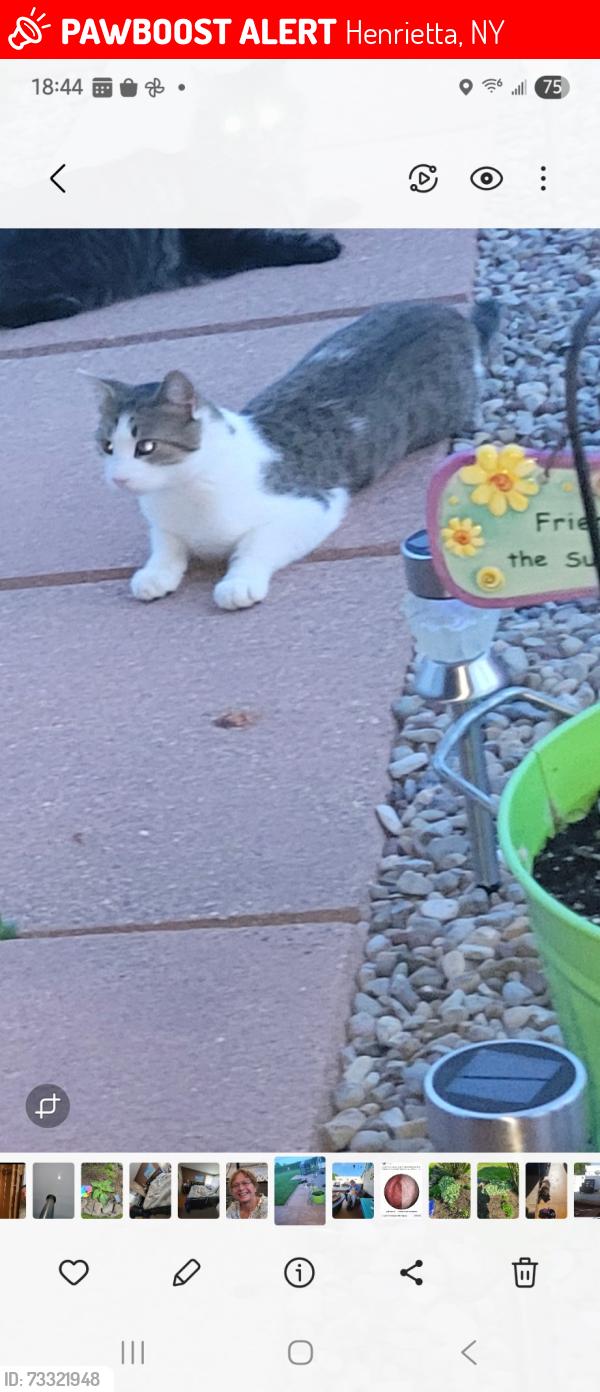 Lost Male Cat last seen Crimson bramble Rd, Henrietta, NY 14623
