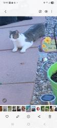 Lost Male Cat last seen Crimson bramble Rd, Henrietta, NY 14623