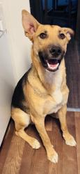 Reunited Male Dog last seen Leon drive, Sun Valley, NV 89433