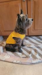 Reunited Male Dog last seen Beulah Rd. and Warrior Rd., Winter Garden, FL 34787