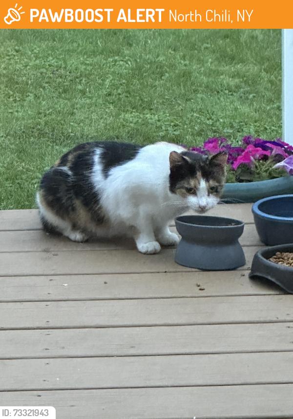 Found/Stray Female Cat last seen Buffalo Road, North Chili, NY 14514