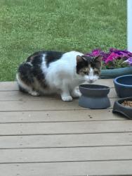 Found/Stray Female Cat last seen Buffalo Road, North Chili, NY 14514